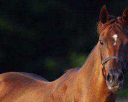 broodmare Anzasca xx (Thoroughbred, 2000, from Green Tune xx)