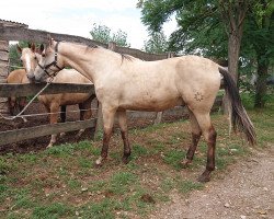 Pferd Puszedli (Ungarisches Warmblut, 2019, von Páholy)