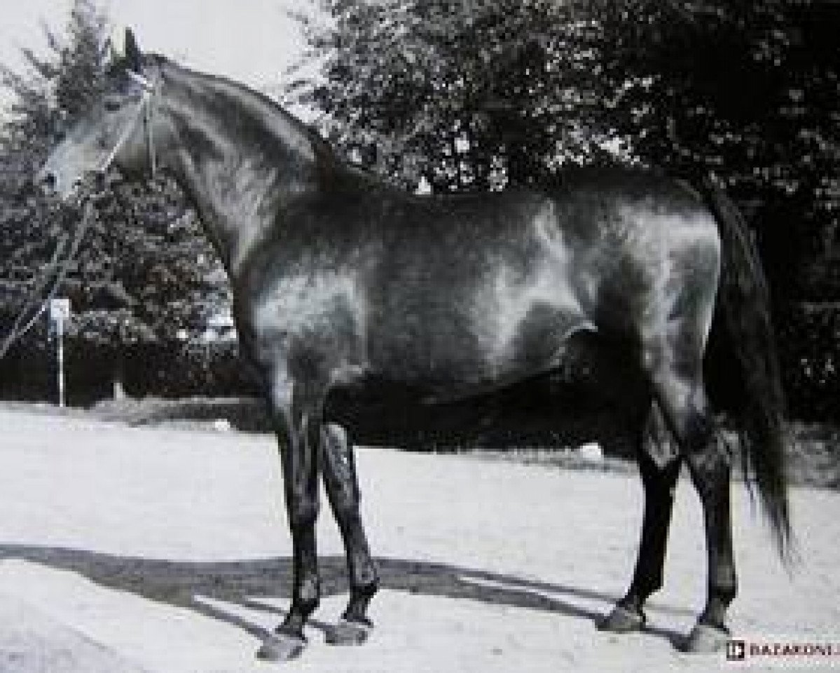 stallion Ermitaz (Little-Poland (malopolska), 1969, from Dahoman IX)