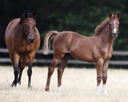 broodmare A Winning Dream xx (Thoroughbred, 2002, from Law Society xx)