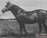 stallion Czatownik (Great Poland (wielkopolska), 1957, from Equator x)