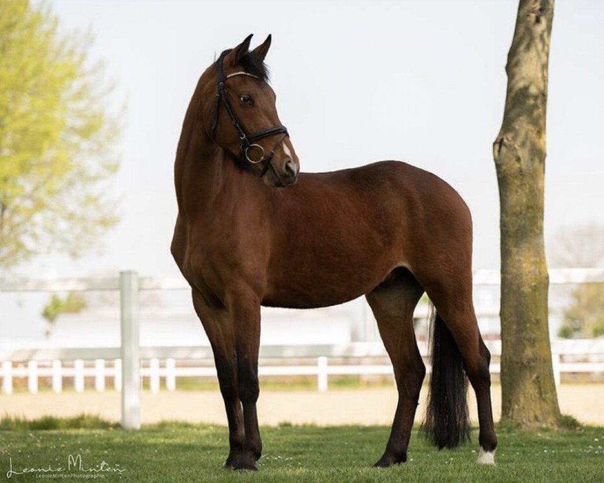 jumper Don Diego de La Luna (German Riding Pony, 2012, from Red Diamond B)