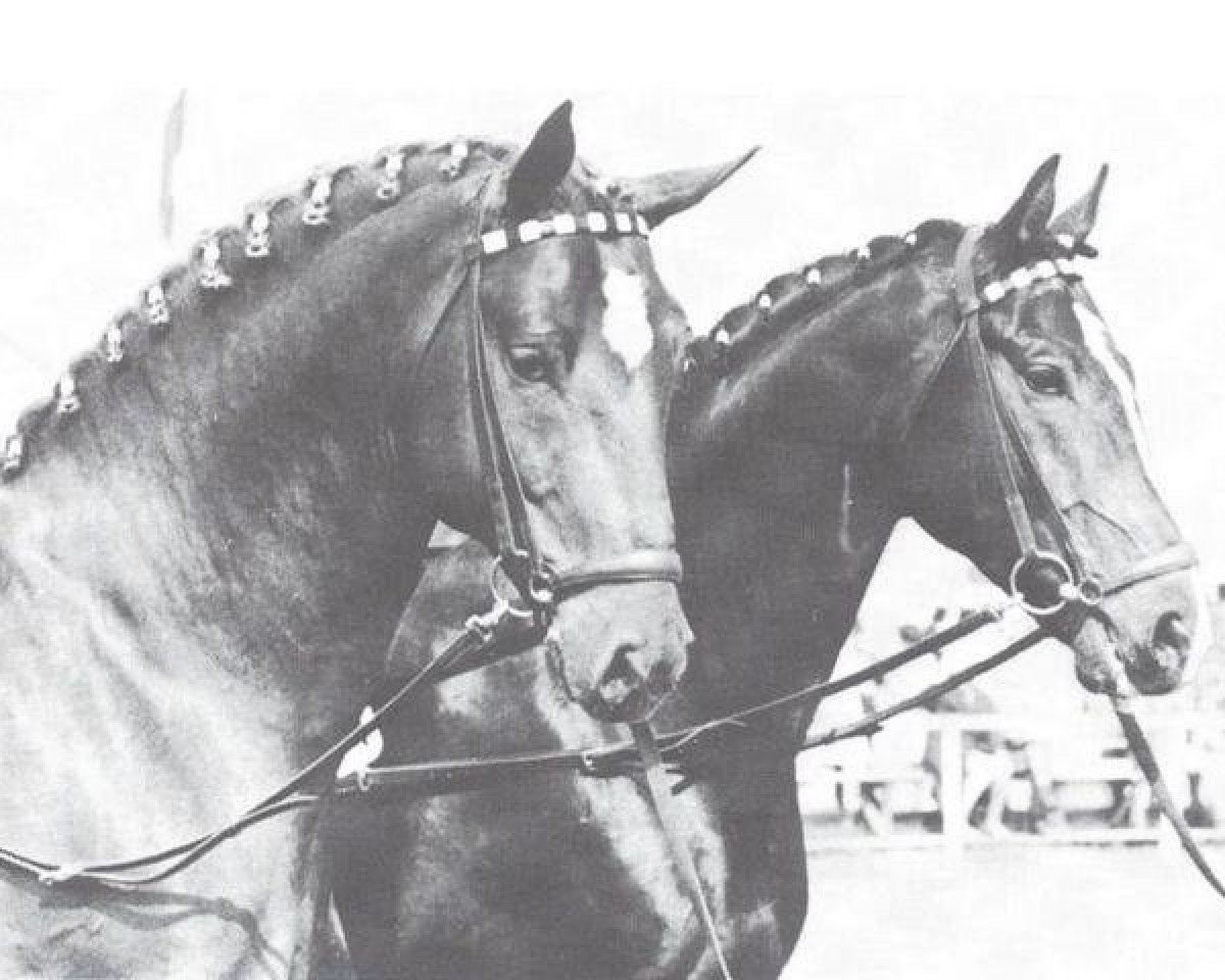 stallion Frühlingstraum II (Westphalian, 1968, from Frühling)