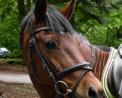 horse Niko (German Riding Pony, 1991, from Nadler I)