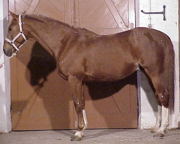 stallion Butin d'Elle (Selle Français, 1989, from Grand Veneur)