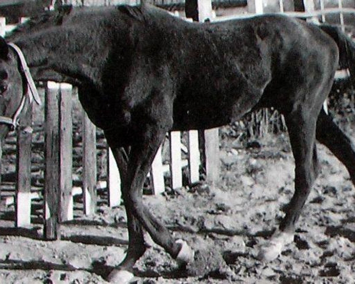 stallion Pontoux xx (Thoroughbred, 1970, from Venture xx)