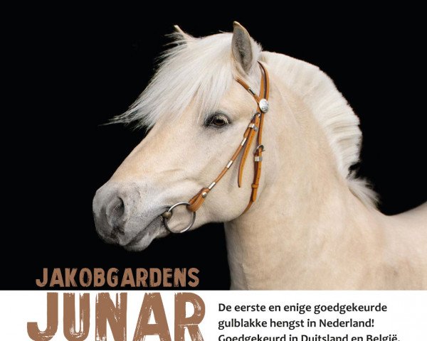 Deckhengst Jakobgardens Junar (Fjordpferd, 2019, von Lille Ulrik)