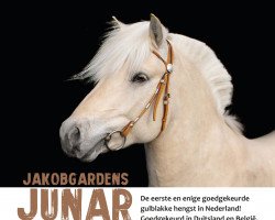 stallion Jakobgardens Junar (Fjord Horse, 2019, from Lille Ulrik)