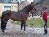 stallion Galopin du Biolay (Selle Français, 1994, from Butin d'Elle)