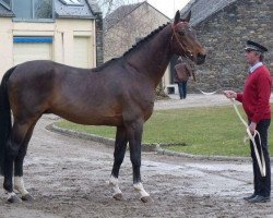 stallion Galopin du Biolay (Selle Français, 1994, from Butin d'Elle)