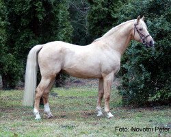 stallion Robin Hood (Hungarian Warmblood, 1992, from Radihaza-21)