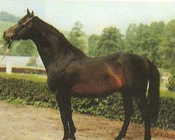 Deckhengst 1082 Aldato-1 (Ungarisches Warmblut, 1972, von Aldato)