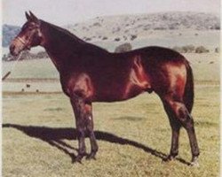 stallion Queen's Hussar xx (Thoroughbred, 1960, from March Past xx)