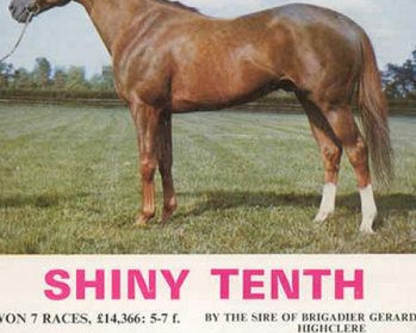 stallion Shiny Tenth xx (Thoroughbred, 1967, from Queen's Hussar xx)