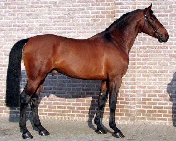stallion Cum Laude Z (Holsteiner, 1999, from Carthago)