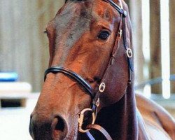 broodmare Equina B (Belgian Warmblood, 2004, from Cum Laude Z)