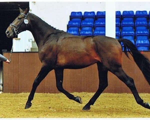 Deckhengst Myspires Revolution (British Sport Horse, 2009, von Stanhope's Diddicoy)