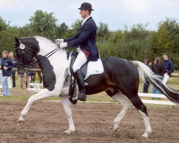 stallion Sambertino (KWPN (Royal Dutch Sporthorse), 1993, from Samber)