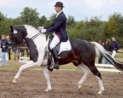 stallion Sambertino (KWPN (Royal Dutch Sporthorse), 1993, from Samber)