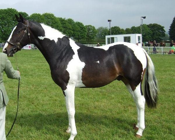 Deckhengst Myspires Heart of Gold (Großbritannien Warmblut, 2011, von Sambertino)