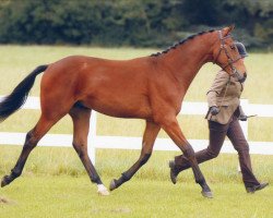 horse Pintofields Regal Hit (UK Warmblood, 2007, from Royal Hit)