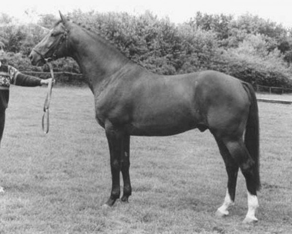 stallion Ultrazon (KWPN (Royal Dutch Sporthorse), 1978, from Joost)