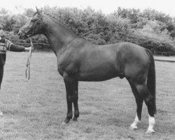 stallion Ultrazon (KWPN (Royal Dutch Sporthorse), 1978, from Joost)