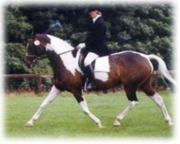 broodmare Iedante I (KWPN (Royal Dutch Sporthorse), 1990, from Ultrazon)