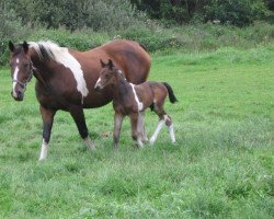 broodmare Cheyenne van Erpekom (Belgian Warmblood, 2002, from Udarco van Overis)