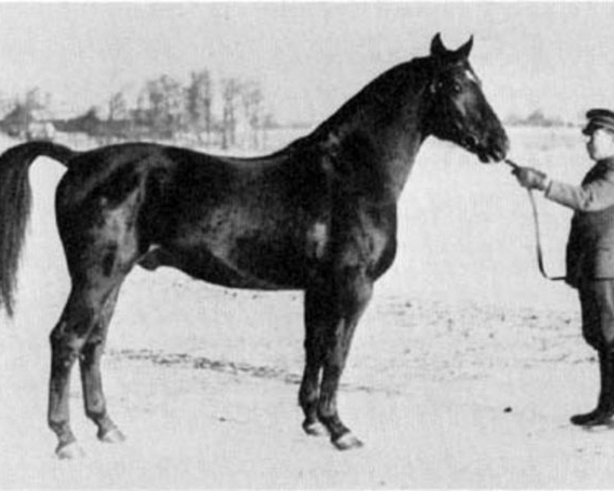 Deckhengst Onkel (Schwedisches Warmblut, 1936, von Humanist)