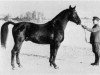 stallion Onkel (Swedish Warmblood, 1936, from Humanist)