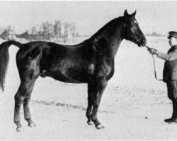 Deckhengst Onkel (Schwedisches Warmblut, 1936, von Humanist)