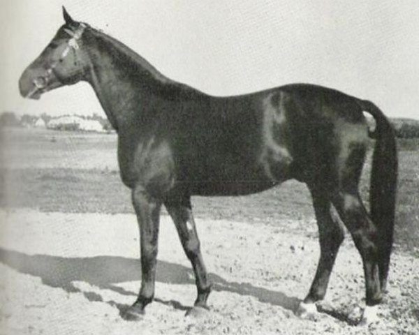 stallion Diogenes (Swedish Warmblood, 1946, from Onkel)