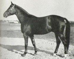 stallion Diogenes (Swedish Warmblood, 1946, from Onkel)