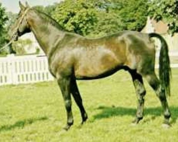 stallion Toreador (Danish Warmblood, 1961, from Diogenes)