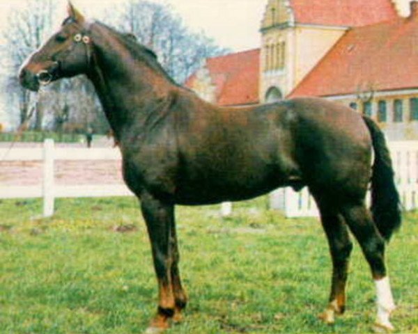 stallion Ciceron (Swedish Warmblood, 1966, from Toreador)