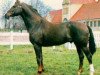 stallion Ciceron (Swedish Warmblood, 1966, from Toreador)