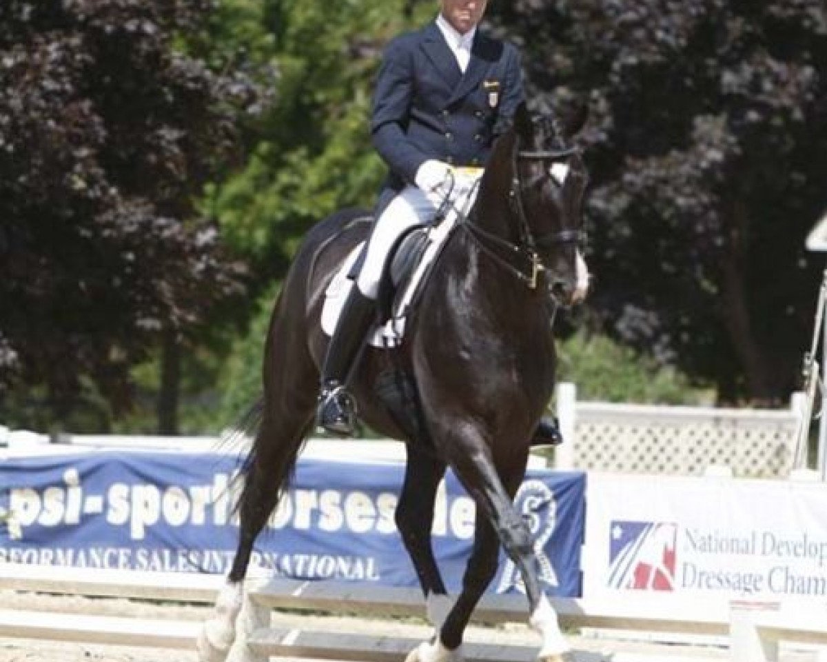 stallion Don Bailey (Oldenburg, 2001, from Donnerhall)