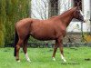 broodmare La Luna IV (Trakehner, 1998, from Manrico)