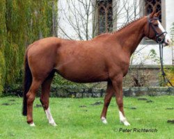 broodmare La Luna IV (Trakehner, 1998, from Manrico)