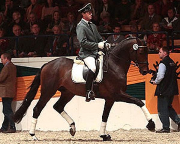 stallion Gut Saalhoff's Canzler (Trakehner, 2003, from Amatcho)