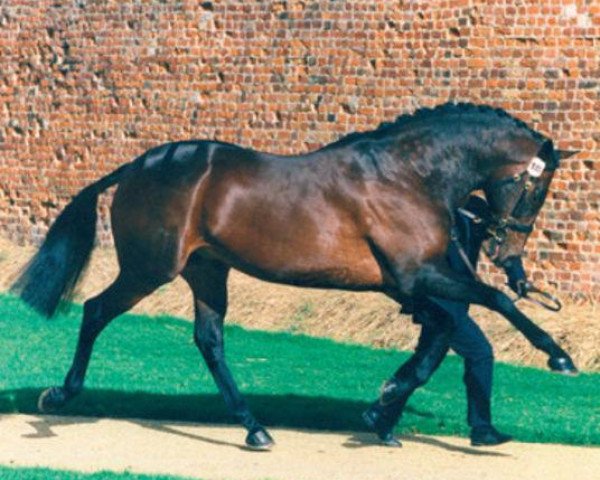 stallion Andes xx (Thoroughbred, 1989, from Heights Of Gold xx)