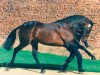 stallion Andes xx (Thoroughbred, 1989, from Heights Of Gold xx)