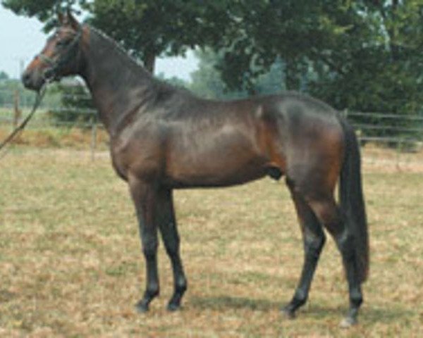stallion Gondoliero (Trakehner, 2001, from Prae Vento)