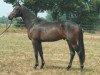 stallion Gondoliero (Trakehner, 2001, from Prae Vento)