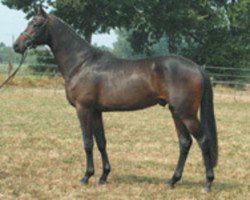 Deckhengst Gondoliero (Trakehner, 2001, von Prae Vento)