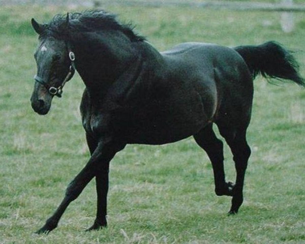 stallion Bob Back xx (Thoroughbred, 1981, from Roberto xx)
