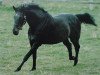 stallion Bob Back xx (Thoroughbred, 1981, from Roberto xx)