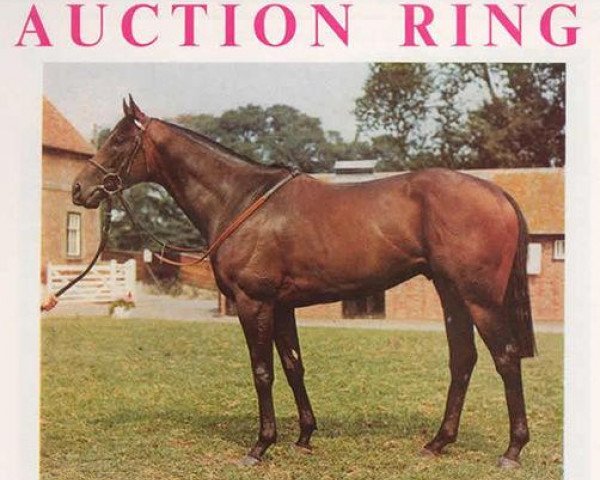 Deckhengst Auction Ring xx (Englisches Vollblut, 1972, von Bold Bidder xx)