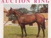 Deckhengst Auction Ring xx (Englisches Vollblut, 1972, von Bold Bidder xx)